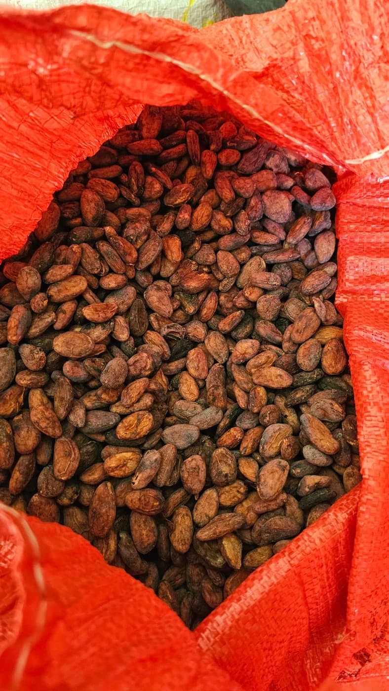 Cacao