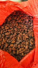 Cacao